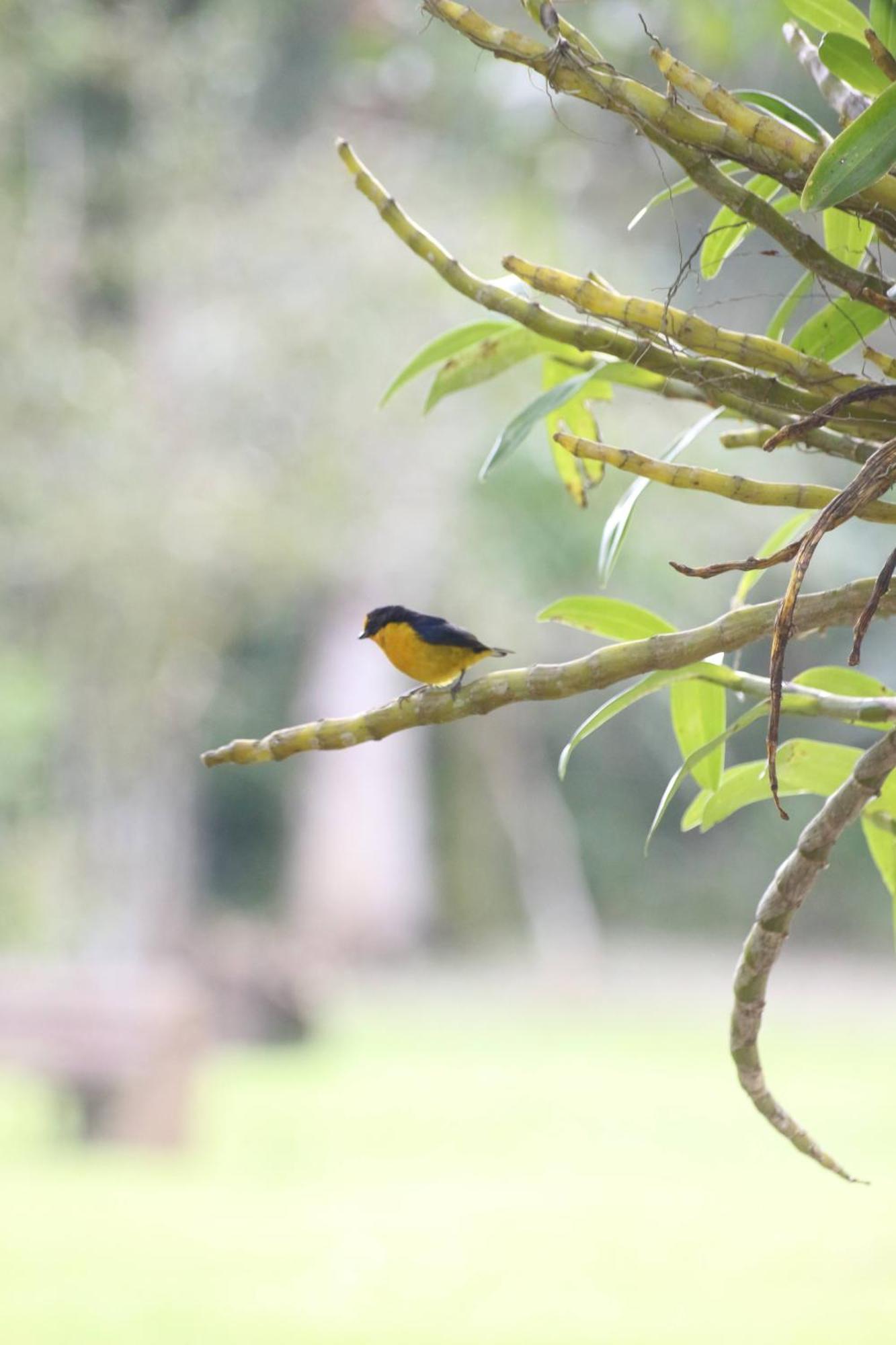 Ecoisa De Chacara - Casa De Vidro, Casa De Campo Morretes Exteriér fotografie
